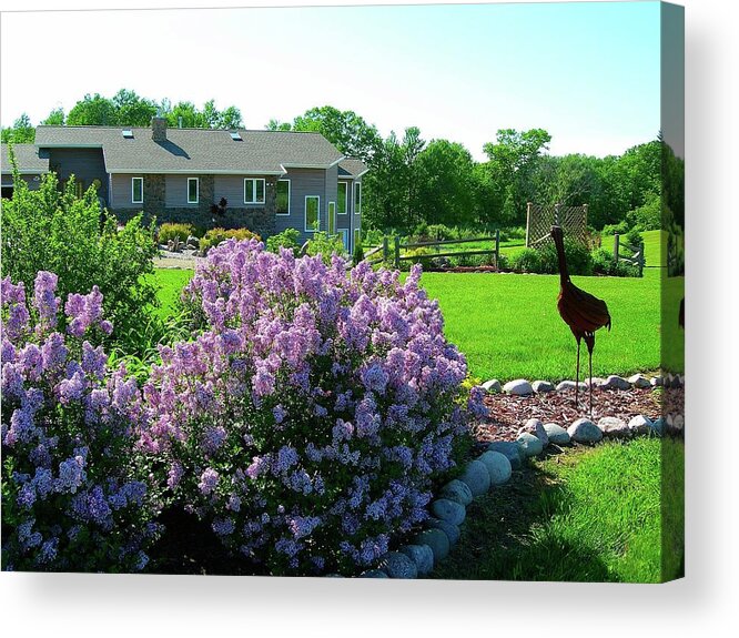Lilacs Acrylic Print featuring the photograph Korean Lilacs and Sandhill Crane by Randy Rosenberger
