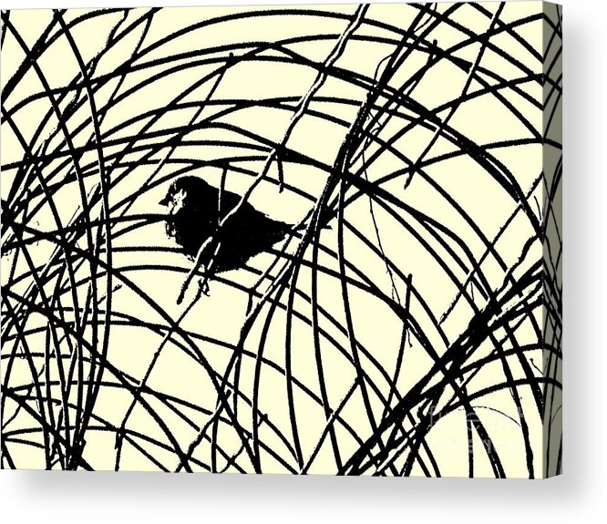 Bird Acrylic Print featuring the photograph Labyrinth by Joe Pratt