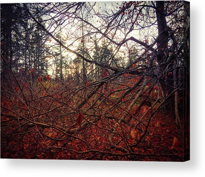 Woodland Acrylic Print featuring the photograph Late Autumn Morning by No Alphabet