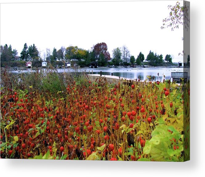 Fall Acrylic Print featuring the photograph Lanterns on Rose Bay by Dennis McCarthy