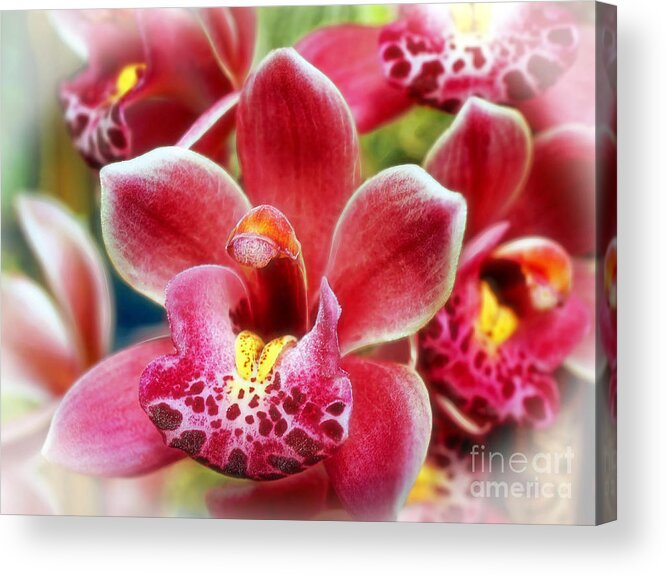 Orchid Acrylic Print featuring the photograph Laughing Orchids by Sue Melvin