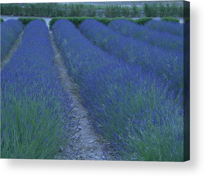Lavender Acrylic Print featuring the photograph Lavender Impression by Manuela Constantin