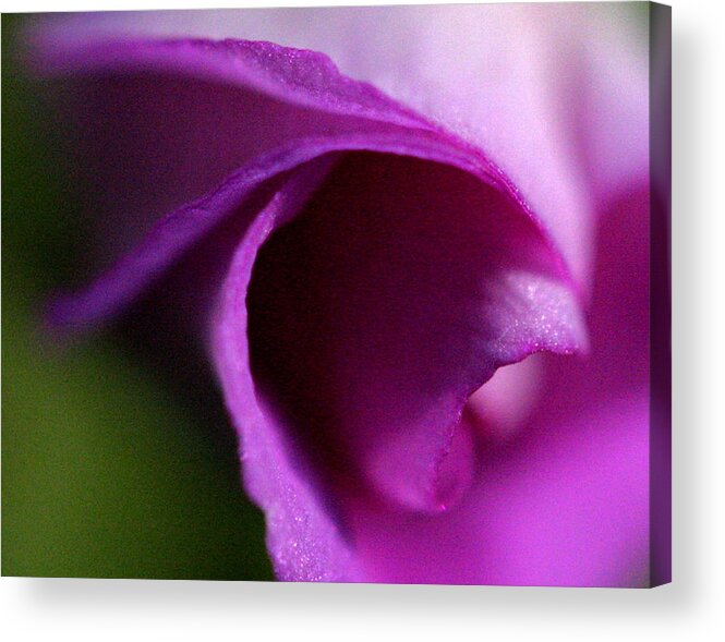 Lavender Acrylic Print featuring the photograph Lavender Vortex by Don Ziegler