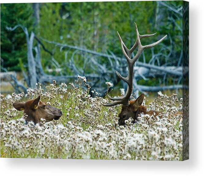 Elk Acrylic Print featuring the photograph Lazy Days by Wesley Aston