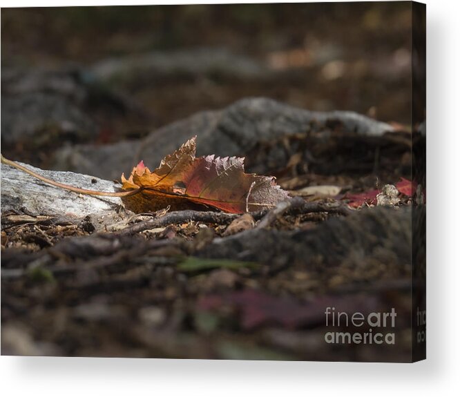 Path Acrylic Print featuring the photograph Leaf by Lili Feinstein