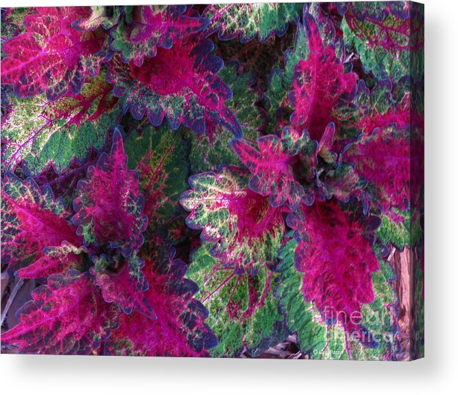 Patzer Acrylic Print featuring the photograph Leaf Power by Greg Patzer