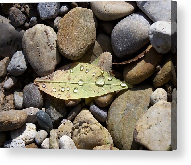 Leaf Acrylic Print featuring the photograph Leaf with Water Droplets in Rocks by Corinne Elizabeth Cowherd