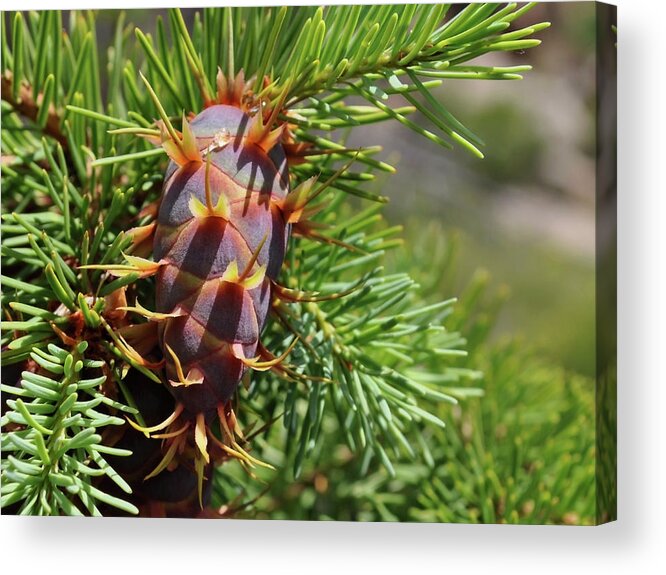 Cone Acrylic Print featuring the photograph Leafing Cone by Julia McHugh