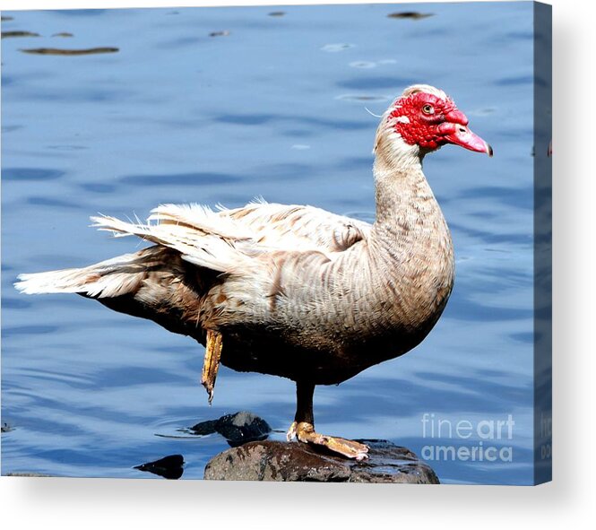 Goose Acrylic Print featuring the photograph Leg Up by Dani McEvoy