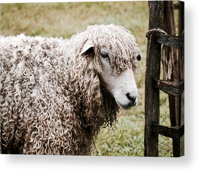Sheep Acrylic Print featuring the photograph Leicester Longwool by Lara Morrison