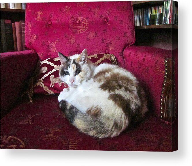 Photograph Of Cat Acrylic Print featuring the photograph Librarian by Gwyn Newcombe
