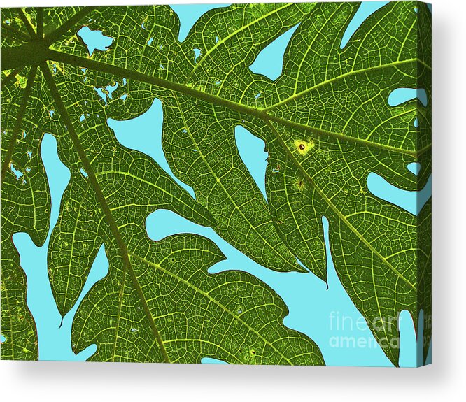 Light Acrylic Print featuring the photograph Light through the Leaves by Elizabeth Hoskinson