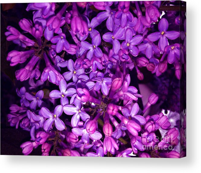Pink Lilac Acrylic Print featuring the photograph Lilac by Jasna Dragun