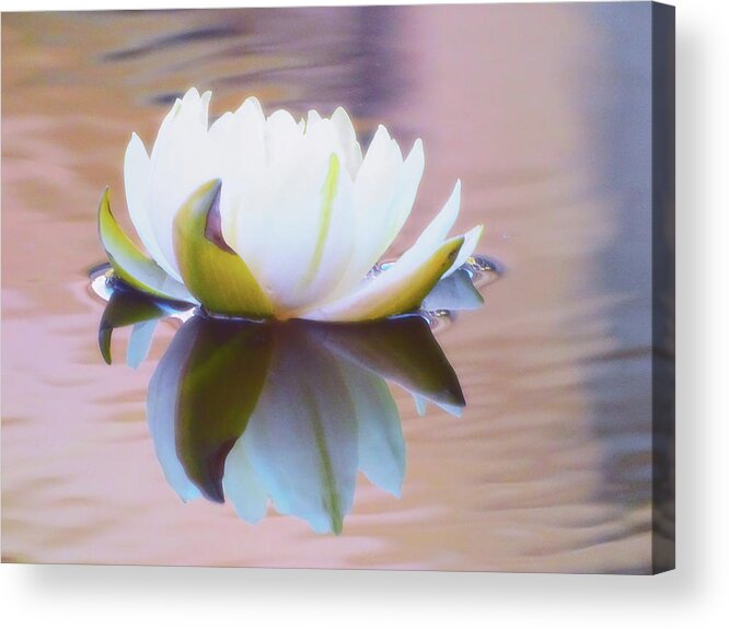 Lily Pads Acrylic Print featuring the photograph Lily Dream by Deborah England