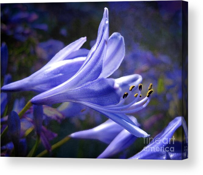 Flowers Acrylic Print featuring the photograph Lily of the Nile by Ellen Cotton
