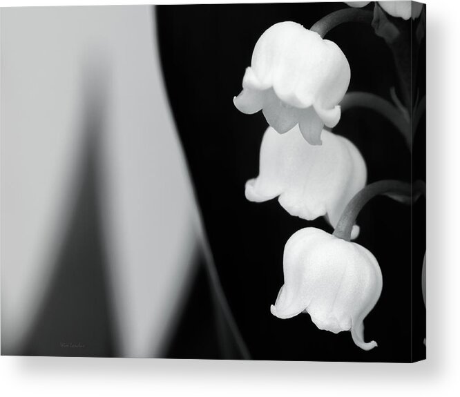 Lily Of The Valley Acrylic Print featuring the photograph Lily of The Valley Abstract by Wim Lanclus