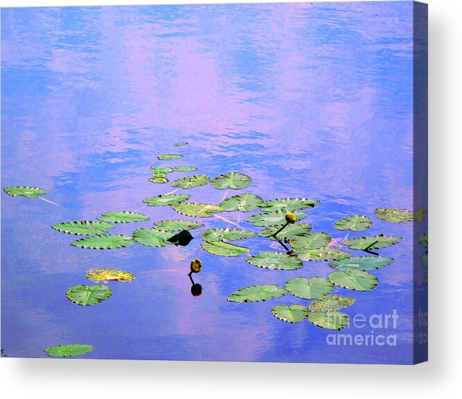 Water Acrylic Print featuring the photograph Laying Low like a Lily Pond by Sybil Staples
