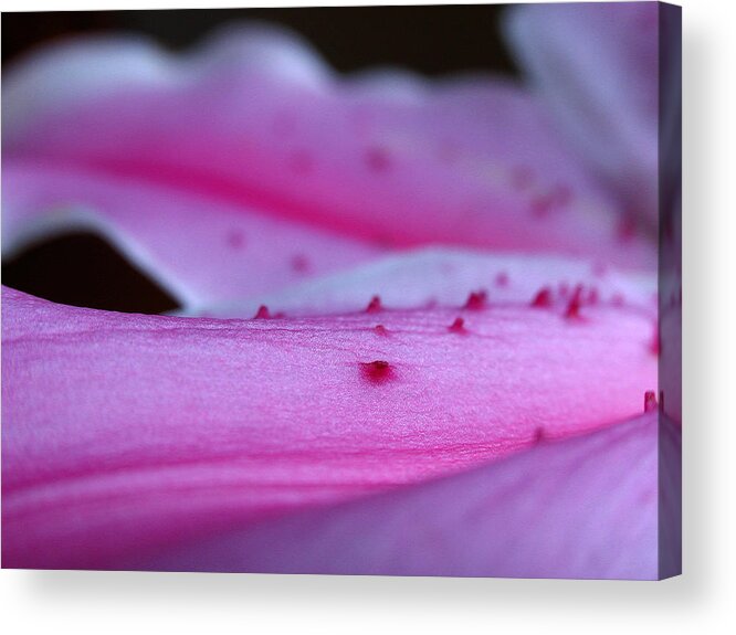 Lily Acrylic Print featuring the photograph Lily Sepal by Juergen Roth