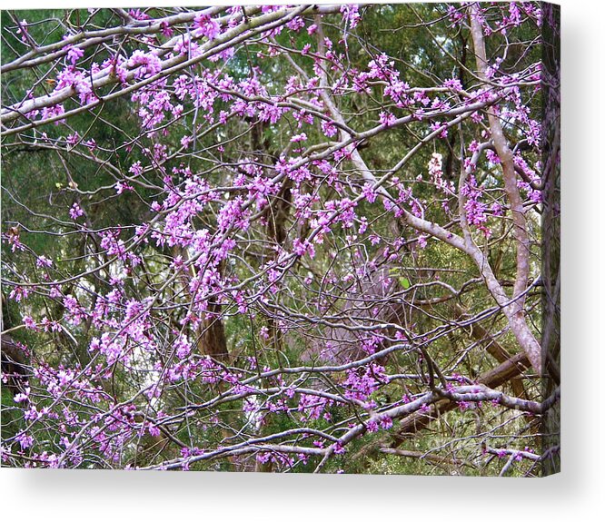 Red Bud Acrylic Print featuring the photograph Limbs Full Of Redbuds by D Hackett
