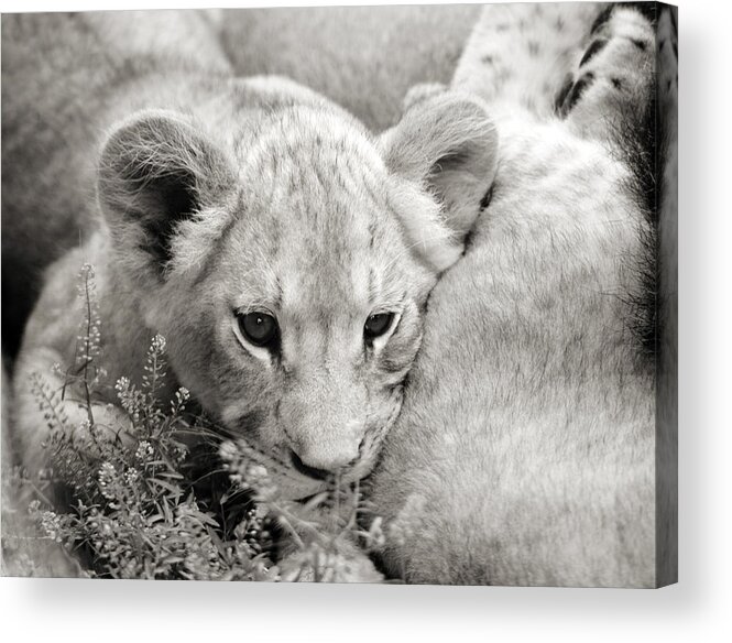 Lion Acrylic Print featuring the photograph Lion Cub by Marilyn Hunt