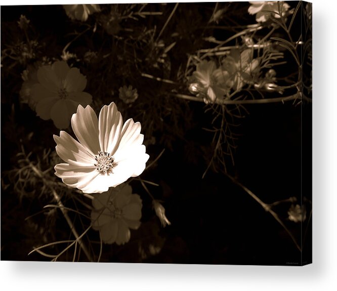 Lit Acrylic Print featuring the photograph Lit by Dark Whimsy