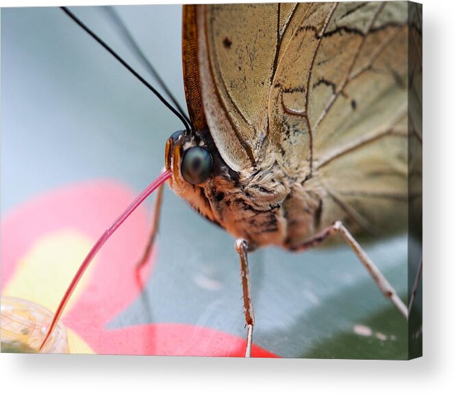 Butterfly Acrylic Print featuring the photograph Little Blue Eyes by Jessica Myscofski