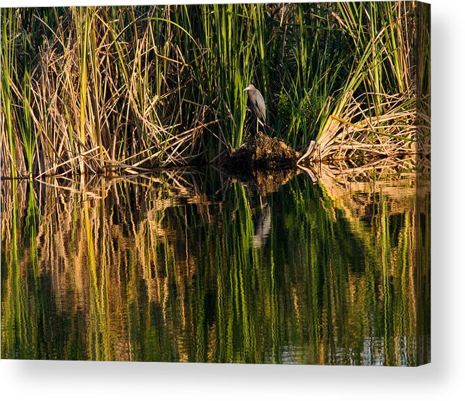 Heron Acrylic Print featuring the photograph Little Blue Heron by Steven Sparks