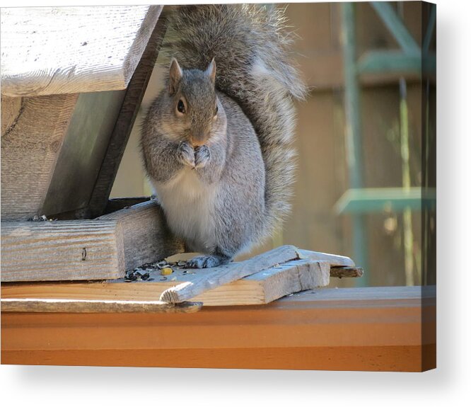 Squirrel Acrylic Print featuring the photograph Little Gray Squirrel Eating by Kay Novy