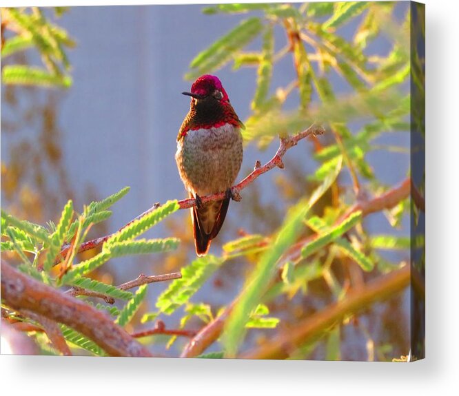  Arizona Acrylic Print featuring the photograph Little Jewel with Wings Third Version by Judy Kennedy