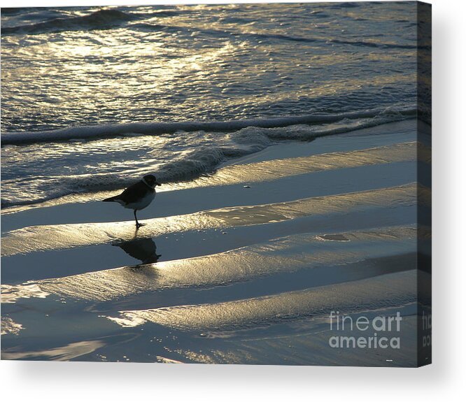 Photography Acrylic Print featuring the photograph Little Sandpiper 9-19-15 by Julianne Felton