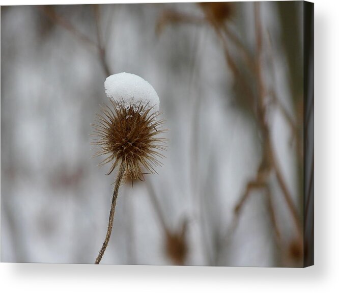 Winter Acrylic Print featuring the photograph Little White Hood by Valerie Ornstein