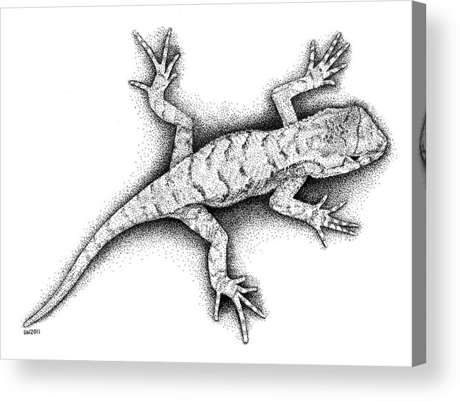 Lizard Acrylic Print featuring the drawing Lizard by Scott Woyak
