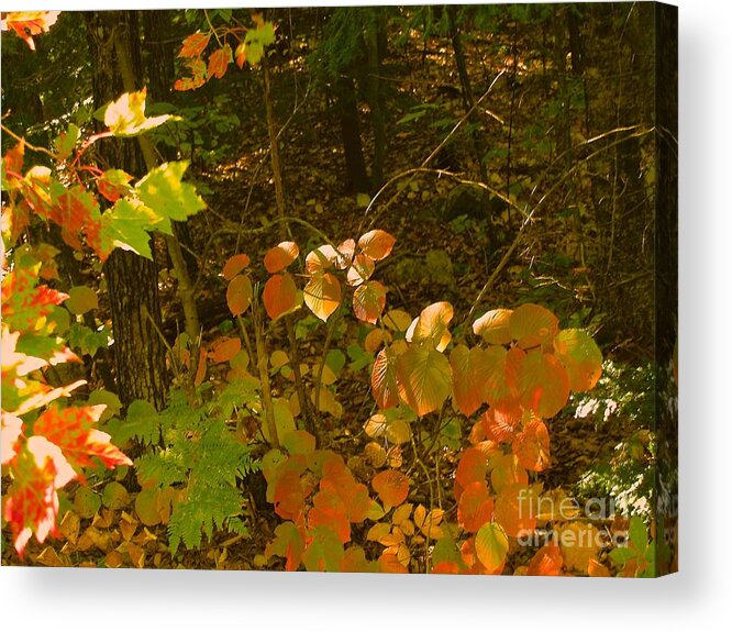 Autumn Leaves Acrylic Print featuring the photograph Local color by Paul Galante