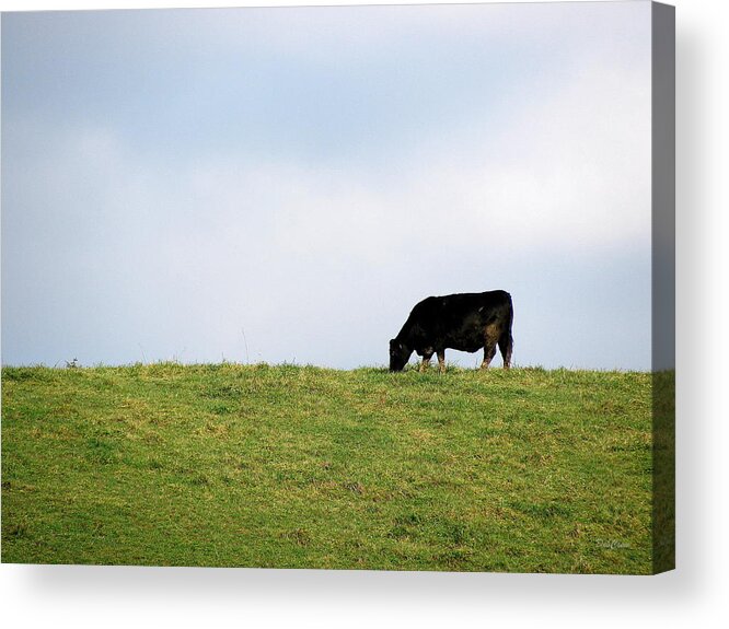 Cow Acrylic Print featuring the photograph Lone Grazer by Deborah Crew-Johnson