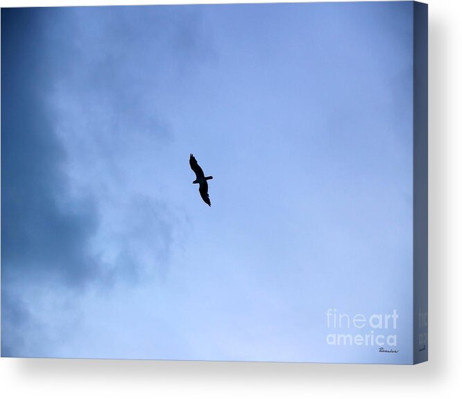 Animal Acrylic Print featuring the photograph Lone Peregrine Falcon Overhead C1 by Ricardos Creations