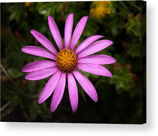 Cape Daisy Acrylic Print featuring the photograph Lone Star by Richard Brookes