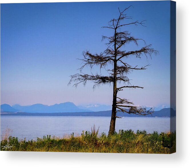 Tree Acrylic Print featuring the photograph Lone Tree by Phil And Karen Rispin