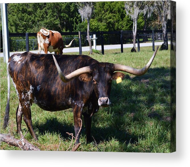 Longhorn With The Yellow Tag Acrylic Print featuring the photograph Longhorn With The Yellow Tag by Warren Thompson