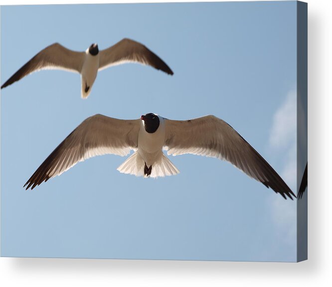 Seagulls Acrylic Print featuring the photograph Look Me In The Eye by James Granberry