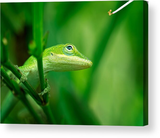Lizard Acrylic Print featuring the photograph Look Up Lizard by Brad Boland
