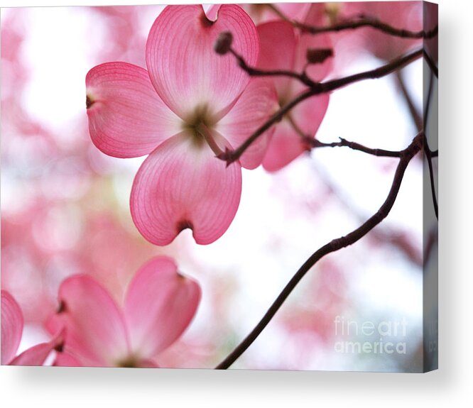 Flowers Acrylic Print featuring the photograph Looking Up In Springtime by Dorothy Lee