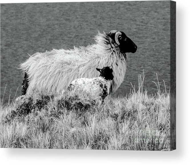 Sheep Of The World Series By Lexa Harpell Acrylic Print featuring the photograph Looking up to You by Lexa Harpell