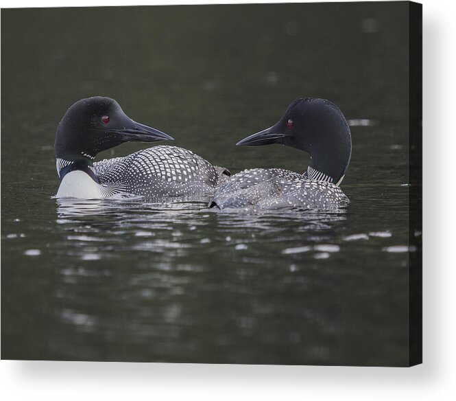 Loon Acrylic Print featuring the photograph Loon Pair by Vance Bell