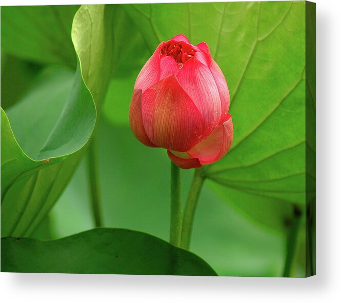 Lotus Acrylic Print featuring the photograph Lotus Flower 2 by Harry Spitz
