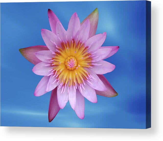 Lotus Acrylic Print featuring the photograph Lotus in blue by Ridwan Photography