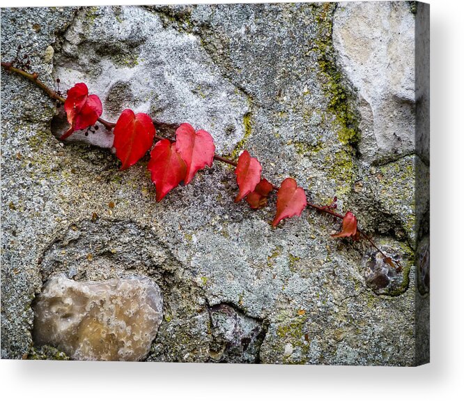 France Acrylic Print featuring the photograph Love Grows by Pamela Newcomb