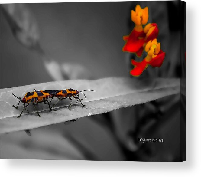 Milkweed Bug Acrylic Print featuring the photograph Love in the Afternoon by DigiArt Diaries by Vicky B Fuller