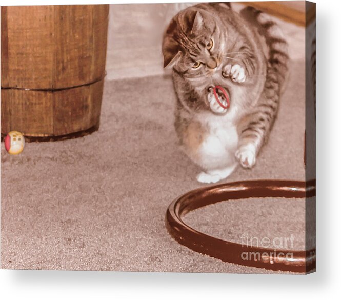 Feline Acrylic Print featuring the photograph Love playing by Claudia M Photography