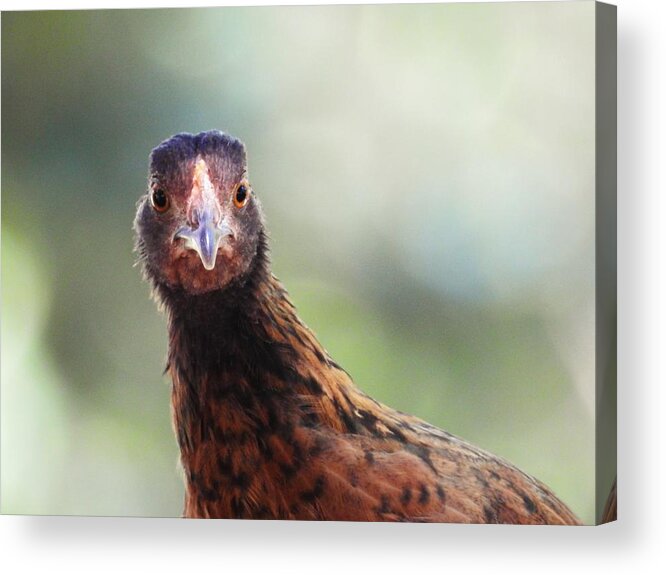 Chickens Hen Pose Nature Wild Wildlife Animal Bird Bird-watching Comical Funny Bird Photography Acrylic Print featuring the photograph Love That Smile by Jan Gelders