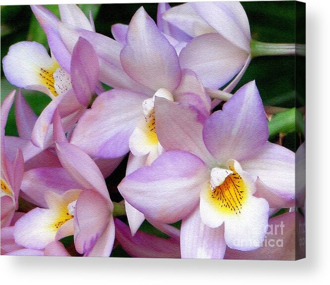 Orchid Acrylic Print featuring the photograph Lovely Orchid Family by Sue Melvin